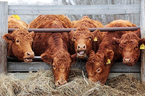 Cattle feed at 3D Ranch near Deleau a on a mild Monday afternoon. Calving season has just started on the farm, owned by the Decock family. (Tim Smith/The Brandon Sun)