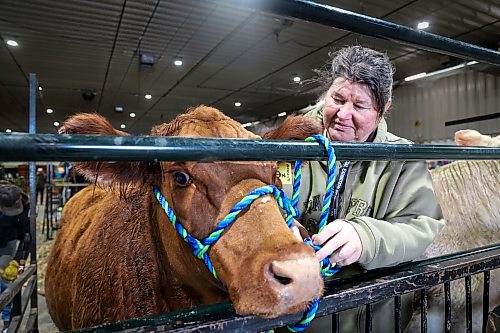 Kerri Hinsburg, chair of the Royal Manitoba Winter Fair Cattle Show, ties up Cupcake as part of preparations for Thursday's grooming show. (Alex Lambert/The Brandon Sun)