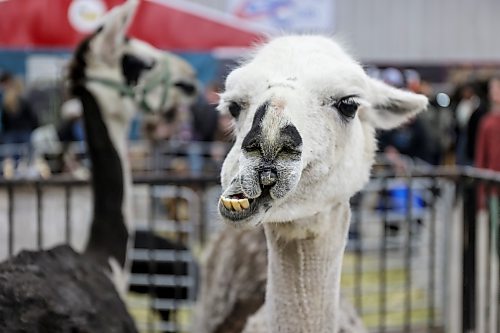 A llama munches away during the Royal Manitoba Winter Fair on Monday. (Alex Lambert/The Brandon Sun)