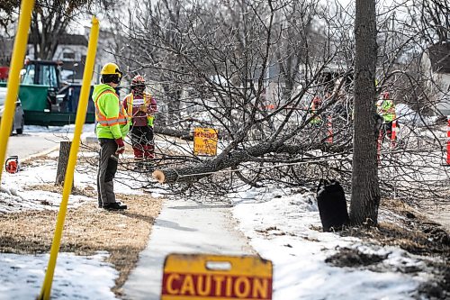 MIKAELA MACKENZIE / FREE PRESS
The city takes down ash trees affected by an emerald ash borer beetle outbreak on Overton Street near the Glenwood Community Centre on Thursday, April 2, 2026.
For — story.
Free Press 2026
