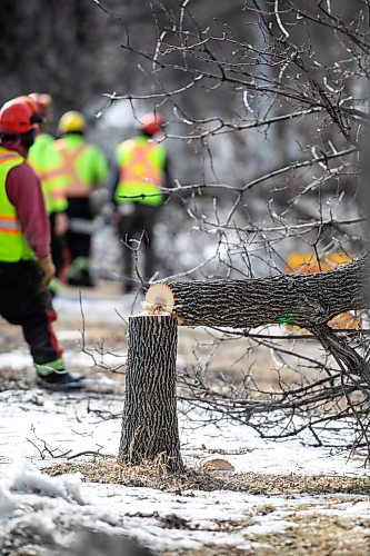 MIKAELA MACKENZIE / FREE PRESS
	
The city takes down ash trees affected by an emerald ash borer beetle outbreak on Overton Street near the Glenwood Community Centre on Thursday, April 2, 2026. 

For — story.
Free Press 2026