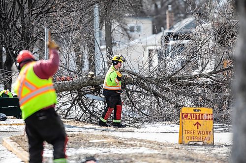 MIKAELA MACKENZIE / FREE PRESS
	
The city takes down ash trees affected by an emerald ash borer beetle outbreak on Overton Street near the Glenwood Community Centre on Thursday, April 2, 2026. 

For — story.
Free Press 2026