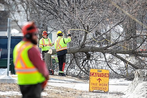 MIKAELA MACKENZIE / FREE PRESS
	
The city takes down ash trees affected by an emerald ash borer beetle outbreak on Overton Street near the Glenwood Community Centre on Thursday, April 2, 2026. 

For — story.
Free Press 2026
