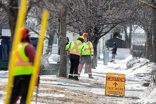 MIKAELA MACKENZIE / FREE PRESS
The city takes down ash trees affected by an emerald ash borer beetle outbreak on Overton Street near the Glenwood Community Centre on Thursday, April 2, 2026.
For — story.
Free Press 2026