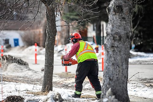 MIKAELA MACKENZIE / FREE PRESS
The city takes down ash trees affected by an emerald ash borer beetle outbreak on Overton Street near the Glenwood Community Centre on Thursday, April 2, 2026.
For — story.
Free Press 2026