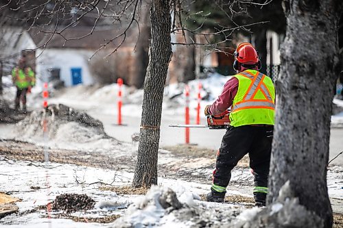 MIKAELA MACKENZIE / FREE PRESS
	
The city takes down ash trees affected by an emerald ash borer beetle outbreak on Overton Street near the Glenwood Community Centre on Thursday, April 2, 2026. 

For — story.
Free Press 2026