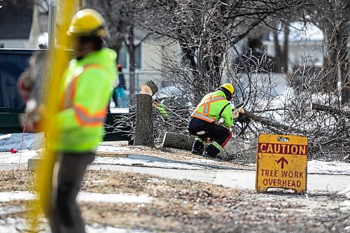 MIKAELA MACKENZIE / FREE PRESS
The city takes down ash trees affected by an emerald ash borer beetle outbreak on Overton Street near the Glenwood Community Centre on Thursday, April 2, 2026.
For — story.
Free Press 2026