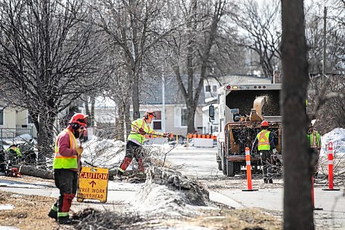 MIKAELA MACKENZIE / FREE PRESS
	
The city takes down ash trees affected by an emerald ash borer beetle outbreak on Overton Street near the Glenwood Community Centre on Thursday, April 2, 2026. 

For — story.
Free Press 2026