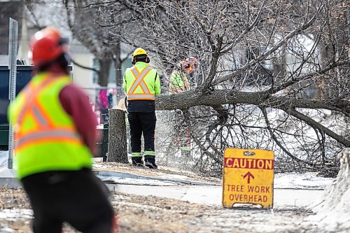 MIKAELA MACKENZIE / FREE PRESS
	
The city takes down ash trees affected by an emerald ash borer beetle outbreak on Overton Street near the Glenwood Community Centre on Thursday, April 2, 2026. 

For — story.
Free Press 2026