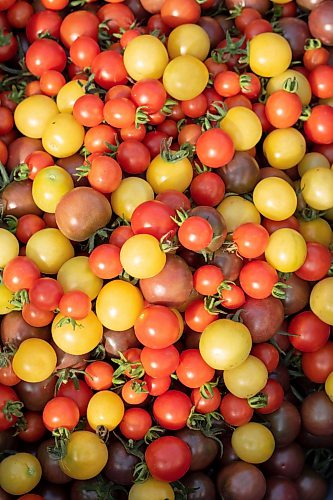 Mike Thiessen / Winnipeg Free Press 
A crate of freshly harvested cherry tomatoes. Metanoia Farmers Worker Co-op uses no machinery – everything is planted and harvested by hand – meaning that a move to permaculture will allow farmers to spend less time reworking the fields each year and more time tending the land and produce. 230828 – Monday, August 28, 2023