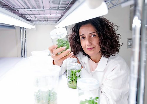 Ruth Bonneville  Free Press

BIZ - GeneNeer

Photo of  Kinneret Shefer CEO  of GeneNeer Canada, in lab at Albrechtsen Research Centre. 

This is for a biz article  by Aaron

April 8th,  2026
