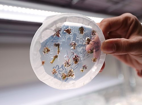 Ruth Bonneville Free Press
BIZ - GeneNeer
Photo of regeneration of elite cultivar in the lab at GeneNeer at Albrechtsen Research Centre.
This is for a biz article by Aaron
April 8th, 2026