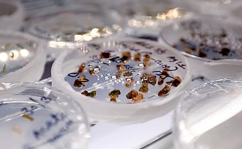 Ruth Bonneville Free Press
BIZ - GeneNeer
Photo of regeneration of elite cultivar in the lab at GeneNeer at Albrechtsen Research Centre.
This is for a biz article by Aaron
April 8th, 2026