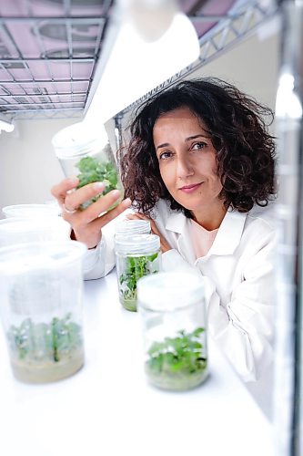Ruth Bonneville  Free Press

BIZ - GeneNeer

Photo of  Kinneret Shefer CEO  of GeneNeer Canada, in lab at Albrechtsen Research Centre. 

This is for a biz article  by Aaron

April 8th,  2026
