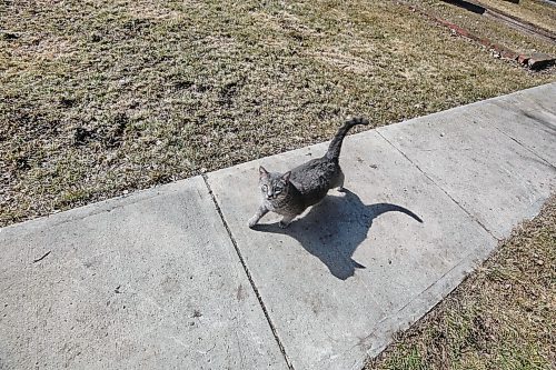 A cat is seen in April on a sidewalk in Boissevain. The animal control officer, Craig Barwick, has issued a warning to residents to keep their cats indoors because of a high number of complaints received this spring. (Connor McDowell/The Brandon Sun)