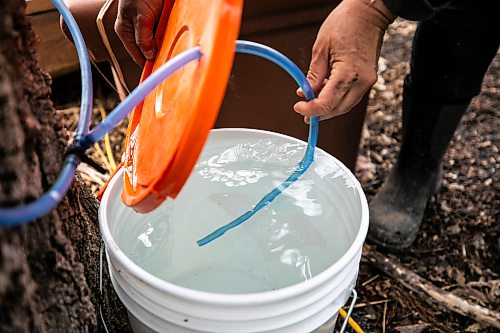 MIKAELA MACKENZIE / FREE PRESS
	
An overflowing bucket of maple sap from a particularly healthy tree on Tuesday, April 21, 2026.

Standup.
Free Press 2026