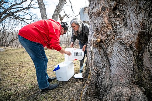 MIKAELA MACKENZIE / FREE PRESS
Christine Cyr (left) and Louise May collect maple sap from the trees at the St. Norbert Arts Centre on Tuesday, April 21, 2026.
Standup.
Free Press 2026