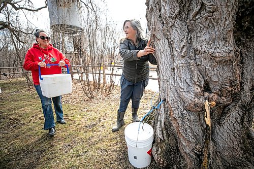 MIKAELA MACKENZIE / FREE PRESS
Christine Cyr (left) and Louise May collect maple sap from the trees at the St. Norbert Arts Centre on Tuesday, April 21, 2026.
Standup.
Free Press 2026