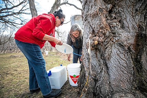 MIKAELA MACKENZIE / FREE PRESS
Christine Cyr (left) and Louise May collect maple sap from the trees at the St. Norbert Arts Centre on Tuesday, April 21, 2026.
Standup.
Free Press 2026
