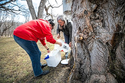 MIKAELA MACKENZIE / FREE PRESS
Christine Cyr (left) and Louise May collect maple sap from the trees at the St. Norbert Arts Centre on Tuesday, April 21, 2026.
Standup.
Free Press 2026