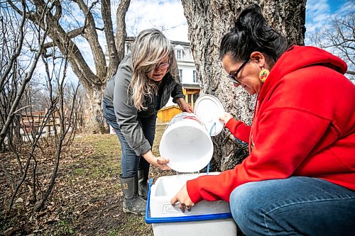 MIKAELA MACKENZIE / FREE PRESS
Louise May (left) and Christine Cyr collect maple sap from the trees at the St. Norbert Arts Centre on Tuesday, April 21, 2026.
Standup.
Free Press 2026