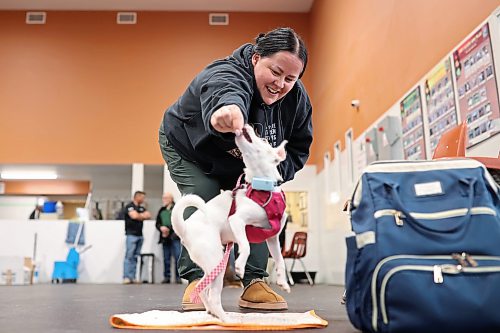 Tara Unrau works with her dog, Nanook, a Jack Russell terrier Chihuahua mix, during the Paws 4 Valour dog-training and peer-support class at The Paw Resort and Wellness Centre on Tuesday evening. (Tim Smith/The Brandon Sun)


