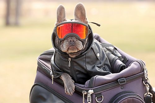 Pearl, a French bulldog, sits on the back of owner Garth McTavish’s motorcycle at Dinsdale Park on a warm Friday afternoon while out for a ride with McTavish. (Tim Smith/The Brandon Sun)