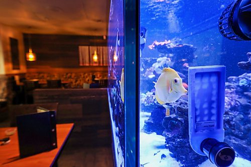 Ruth Bonneville Free Press
Intersection - Jonesy's Roadhouse Burger
Photo of the salt-water fish tank in the main part of the resto - that's a crowd favourite, too.
Jonesy's Restaurant & Lounge, 3133 Birds Hill Rd.
Story: This is an Intersection piece on Jonesy's, a homestyle restaurant in East St Paul that toasted its 25th anniversary last year.
Reporter: Dave Sanderson
When: By Wedn May 13 - this is for the Sat May 16 Intersection
May 14th, 2026