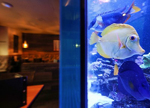 Ruth Bonneville Free Press
Intersection - Jonesy's Roadhouse Burger
Photo of the salt-water fish tank in the main part of the resto - that's a crowd favourite, too.
Jonesy's Restaurant & Lounge, 3133 Birds Hill Rd.
Story: This is an Intersection piece on Jonesy's, a homestyle restaurant in East St Paul that toasted its 25th anniversary last year.
Reporter: Dave Sanderson
When: By Wedn May 13 - this is for the Sat May 16 Intersection
May 14th, 2026