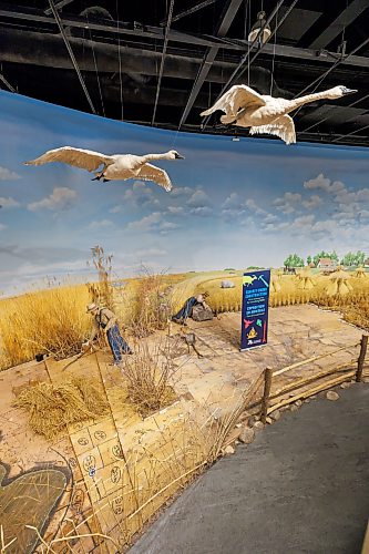 MIKE DEAL / FREE PRESS
The Manitoba Museum is in the process of taking down the Delta Marsh and Rye Farm diorama because along with wear-and-tear it has become difficult to maintain due to the presence of pests that are proving difficult to remove.
260521 - Thursday, May 21, 2026.