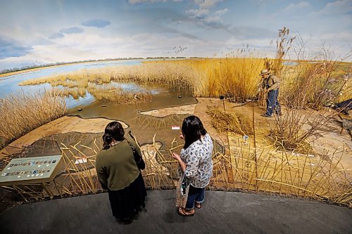MIKE DEAL / FREE PRESS
Andrea and Courtland Lavallee came to the MB Museum because they wanted to get one last look at the diorama before it was completely removed.
The Manitoba Museum is in the process of taking down the Delta Marsh and Rye Farm diorama because along with wear-and-tear it has become difficult to maintain due to the presence of pests that are proving difficult to remove.
260521 - Thursday, May 21, 2026.