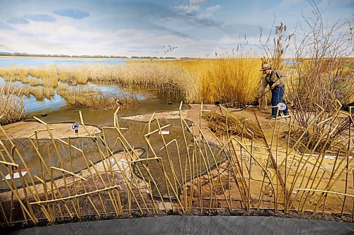 MIKE DEAL / FREE PRESS
The Manitoba Museum is in the process of taking down the Delta Marsh and Rye Farm diorama because along with wear-and-tear it has become difficult to maintain due to the presence of pests that are proving difficult to remove.
260521 - Thursday, May 21, 2026.