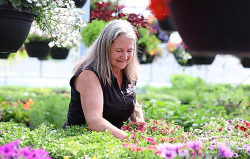 Ruth Bonneville  Free Press

BIZ - Jensen Nursery celebrates 60 years 

Photo of one of the owners daughter’s. Susan Jensen Stubbe working in the greenhouse.  

The focus of the article is how this garden centre is marking 60 years in business, and how it's the start of their spring season. 

This is for the May 25 'Made in Manitoba' article. 

Story by Aaron.

May 22nd,, 2026
