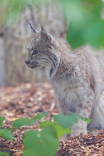 MIKE DEAL / FREE PRESS
Premier Wab Kinew was on hand to help release Lumi the Lynx into her inclosure at the Assiniboine Park Zoo Wednesday morning.
The province has provided some funding for the rehabilitation of the rescued lynx.
Reporter: Erik Pindera
260603 - Wednesday, June 03, 2026.