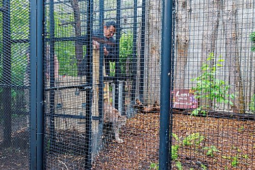 MIKE DEAL / FREE PRESS
Premier Wab Kinew was on hand to help release Lumi the Lynx into her inclosure at the Assiniboine Park Zoo Wednesday morning.
The province has provided some funding for the rehabilitation of the rescued lynx.
Reporter: Erik Pindera
260603 - Wednesday, June 03, 2026.