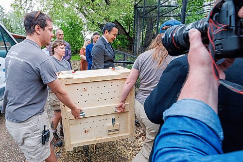 MIKE DEAL / FREE PRESS
Premier Wab Kinew was on hand to help release Lumi the Lynx into her inclosure at the Assiniboine Park Zoo Wednesday morning.
The province has provided some funding for the rehabilitation of the rescued lynx.
Reporter: Erik Pindera
260603 - Wednesday, June 03, 2026.