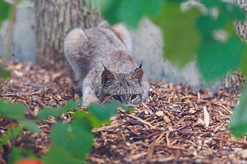MIKE DEAL / FREE PRESS
Premier Wab Kinew was on hand to help release Lumi the Lynx into her inclosure at the Assiniboine Park Zoo Wednesday morning.
The province has provided some funding for the rehabilitation of the rescued lynx.
Reporter: Erik Pindera
260603 - Wednesday, June 03, 2026.