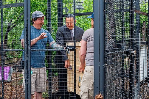 MIKE DEAL / FREE PRESS
Premier Wab Kinew was on hand to help release Lumi the Lynx into her inclosure at the Assiniboine Park Zoo Wednesday morning.
The province has provided some funding for the rehabilitation of the rescued lynx.
Reporter: Erik Pindera
260603 - Wednesday, June 03, 2026.