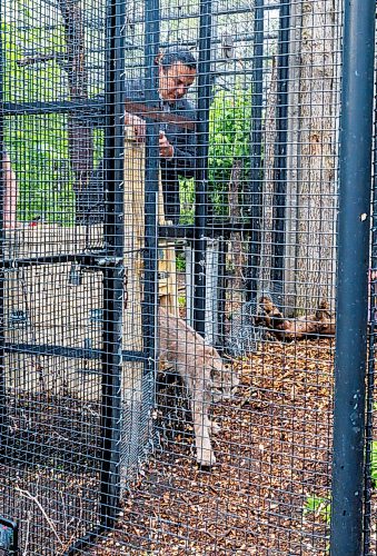 MIKE DEAL / FREE PRESS
Premier Wab Kinew was on hand to help release Lumi the Lynx into her inclosure at the Assiniboine Park Zoo Wednesday morning.
The province has provided some funding for the rehabilitation of the rescued lynx.
Reporter: Erik Pindera
260603 - Wednesday, June 03, 2026.