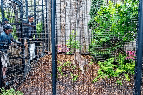 MIKE DEAL / FREE PRESS
Premier Wab Kinew was on hand to help release Lumi the Lynx into her inclosure at the Assiniboine Park Zoo Wednesday morning.
The province has provided some funding for the rehabilitation of the rescued lynx.
Reporter: Erik Pindera
260603 - Wednesday, June 03, 2026.