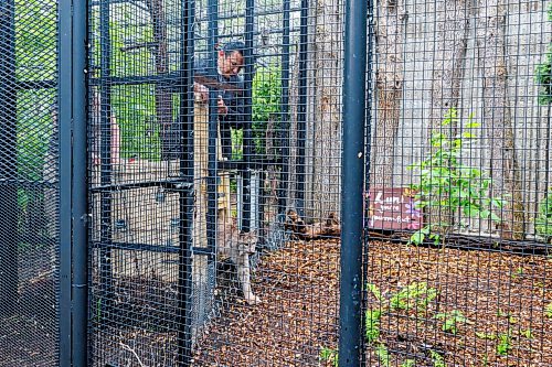 MIKE DEAL / FREE PRESS
Premier Wab Kinew was on hand to help release Lumi the Lynx into her inclosure at the Assiniboine Park Zoo Wednesday morning.
The province has provided some funding for the rehabilitation of the rescued lynx.
Reporter: Erik Pindera
260603 - Wednesday, June 03, 2026.