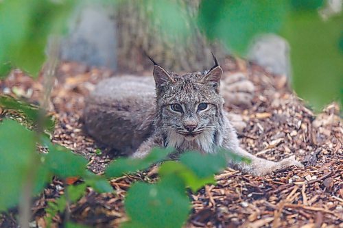 MIKE DEAL / FREE PRESS
Premier Wab Kinew was on hand to help release Lumi the Lynx into her inclosure at the Assiniboine Park Zoo Wednesday morning.
The province has provided some funding for the rehabilitation of the rescued lynx.
Reporter: Erik Pindera
260603 - Wednesday, June 03, 2026.