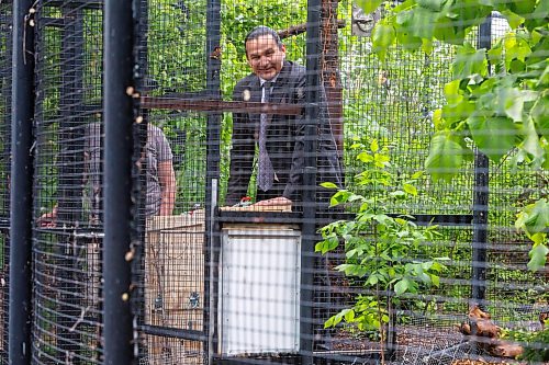 MIKE DEAL / FREE PRESS
Premier Wab Kinew was on hand to help release Lumi the Lynx into her inclosure at the Assiniboine Park Zoo Wednesday morning.
The province has provided some funding for the rehabilitation of the rescued lynx.
Reporter: Erik Pindera
260603 - Wednesday, June 03, 2026.