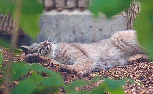 MIKE DEAL / FREE PRESS
Premier Wab Kinew was on hand to help release Lumi the Lynx into her inclosure at the Assiniboine Park Zoo Wednesday morning.
The province has provided some funding for the rehabilitation of the rescued lynx.
Reporter: Erik Pindera
260603 - Wednesday, June 03, 2026.