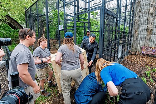 MIKE DEAL / FREE PRESS
Premier Wab Kinew was on hand to help release Lumi the Lynx into her inclosure at the Assiniboine Park Zoo Wednesday morning.
The province has provided some funding for the rehabilitation of the rescued lynx.
Reporter: Erik Pindera
260603 - Wednesday, June 03, 2026.