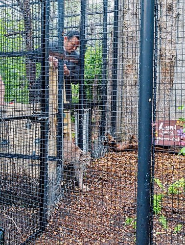 MIKE DEAL / FREE PRESS
Premier Wab Kinew was on hand to help release Lumi the Lynx into her inclosure at the Assiniboine Park Zoo Wednesday morning.
The province has provided some funding for the rehabilitation of the rescued lynx.
Reporter: Erik Pindera
260603 - Wednesday, June 03, 2026.