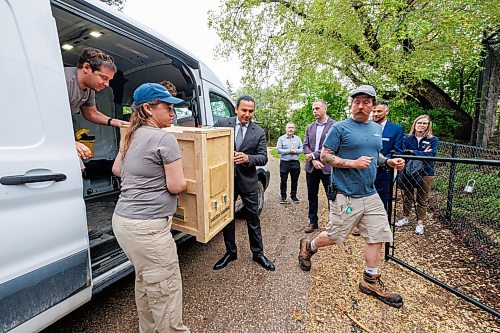 MIKE DEAL / FREE PRESS
Premier Wab Kinew was on hand to help release Lumi the Lynx into her inclosure at the Assiniboine Park Zoo Wednesday morning.
The province has provided some funding for the rehabilitation of the rescued lynx.
Reporter: Erik Pindera
260603 - Wednesday, June 03, 2026.