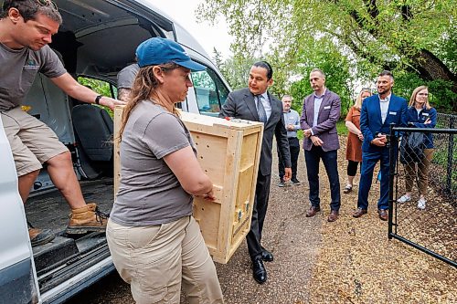 MIKE DEAL / FREE PRESS
Premier Wab Kinew was on hand to help release Lumi the Lynx into her inclosure at the Assiniboine Park Zoo Wednesday morning.
The province has provided some funding for the rehabilitation of the rescued lynx.
Reporter: Erik Pindera
260603 - Wednesday, June 03, 2026.