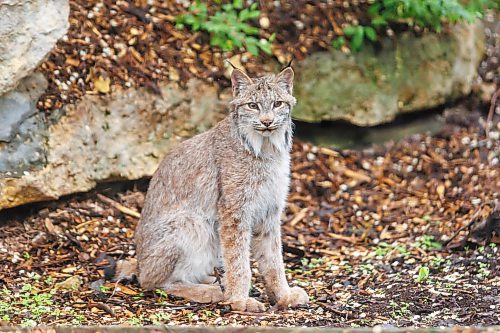MIKE DEAL / FREE PRESS
Premier Wab Kinew was on hand to help release Lumi the Lynx into her inclosure at the Assiniboine Park Zoo Wednesday morning.
The province has provided some funding for the rehabilitation of the rescued lynx.
Reporter: Erik Pindera
260603 - Wednesday, June 03, 2026.