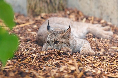 MIKE DEAL / FREE PRESS
Premier Wab Kinew was on hand to help release Lumi the Lynx into her inclosure at the Assiniboine Park Zoo Wednesday morning.
The province has provided some funding for the rehabilitation of the rescued lynx.
Reporter: Erik Pindera
260603 - Wednesday, June 03, 2026.